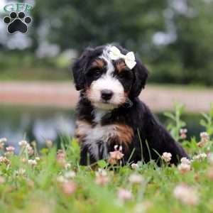 Anne, Mini Bernedoodle Puppy